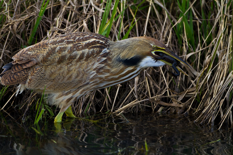 American Bittern Eating Frog